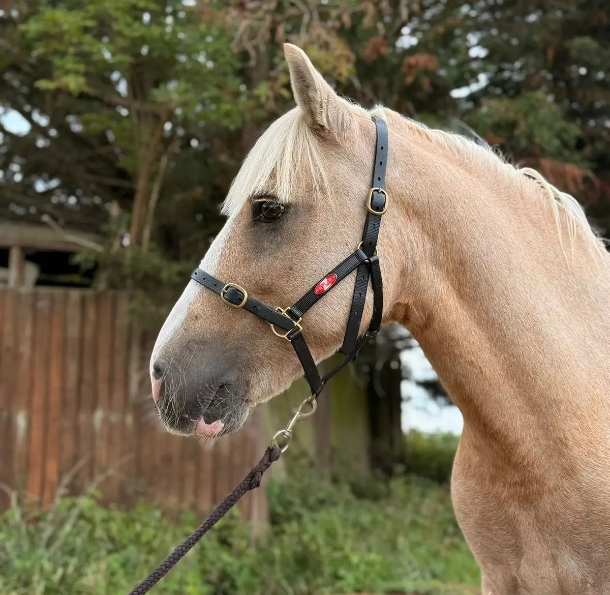 palomino confidence giver pony for sale