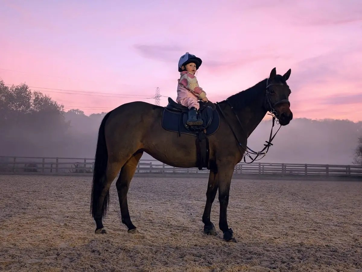 Irish Sports Pony for sale