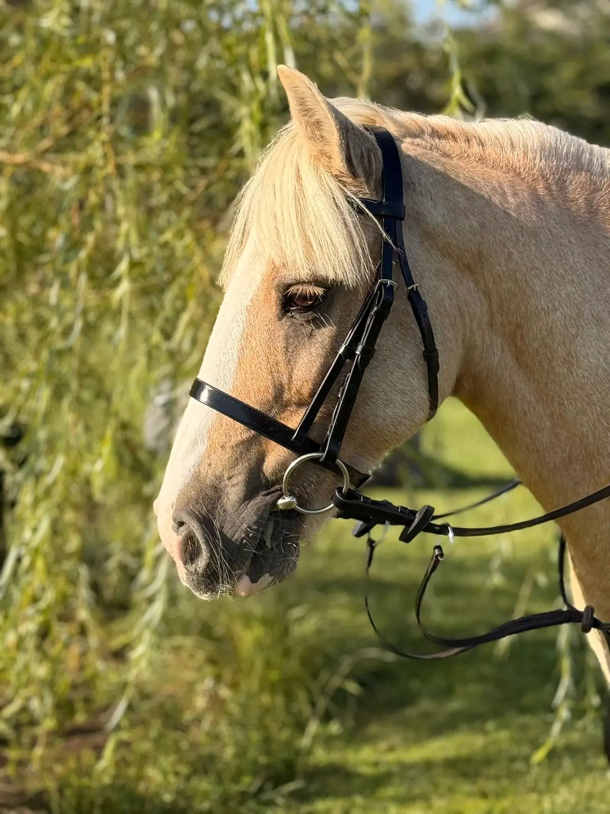 palomino confidence giver pony for sale