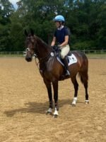 KWPN mare for sale eventing broodmare