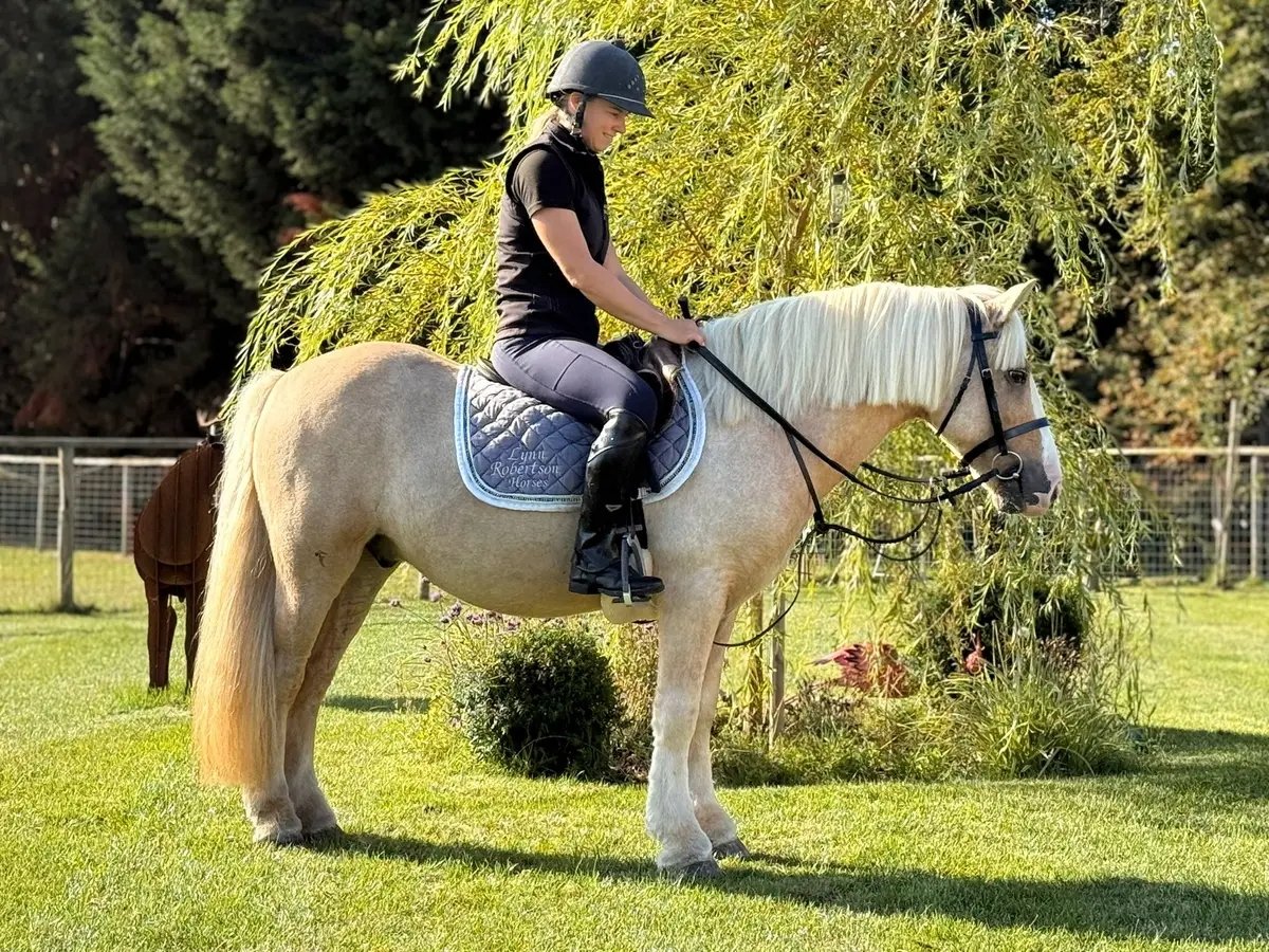 palomino confidence giver pony for sale