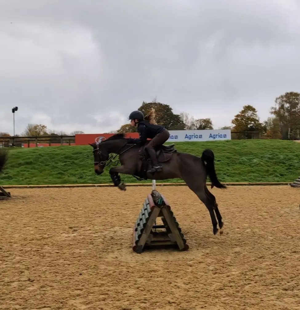 Irish Sports Pony for sale