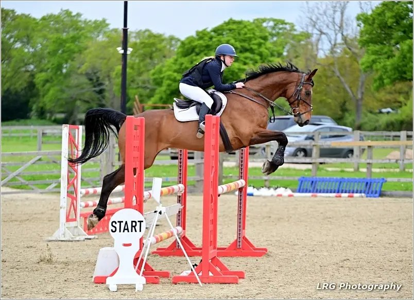 British Novice Winner Warmblood Gelding for Sale