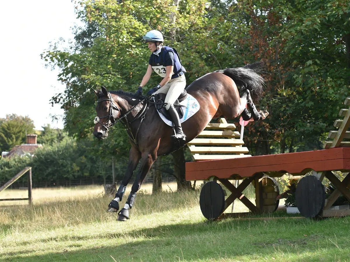 KWPN mare for sale eventing broodmare