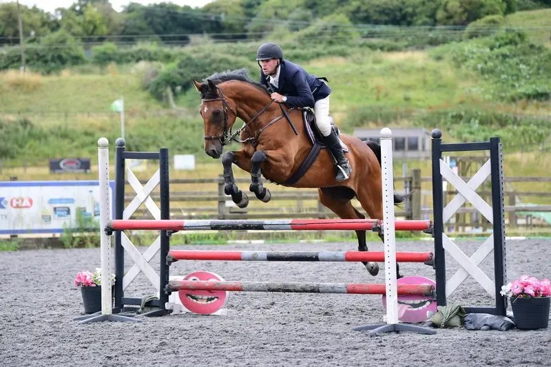 British Novice Winner Warmblood Gelding for Sale
