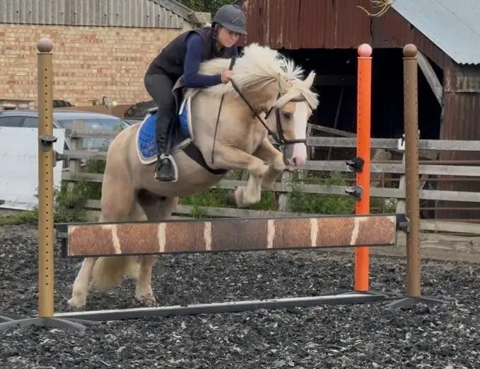 palomino confidence giver pony for sale