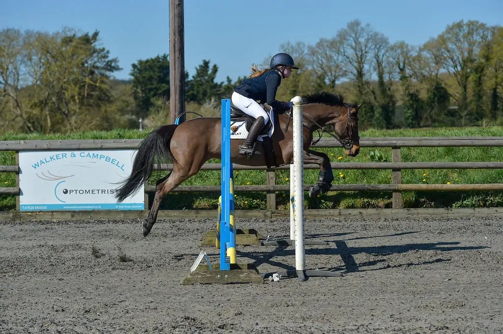 Irish Sports Pony for sale