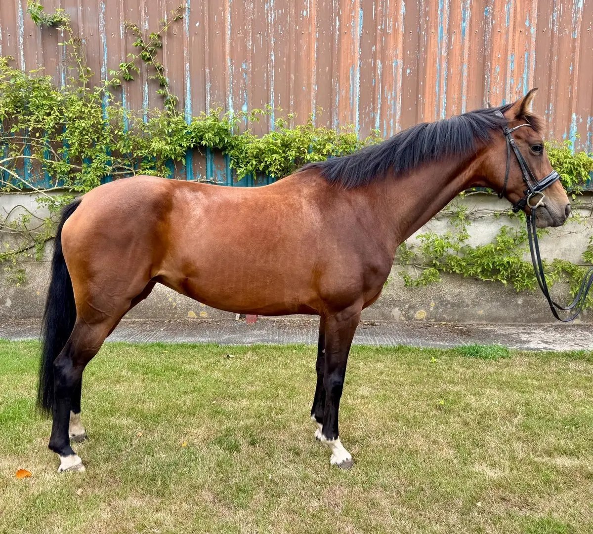 Vitalis Daughter Oldenburg Mare for Sale
