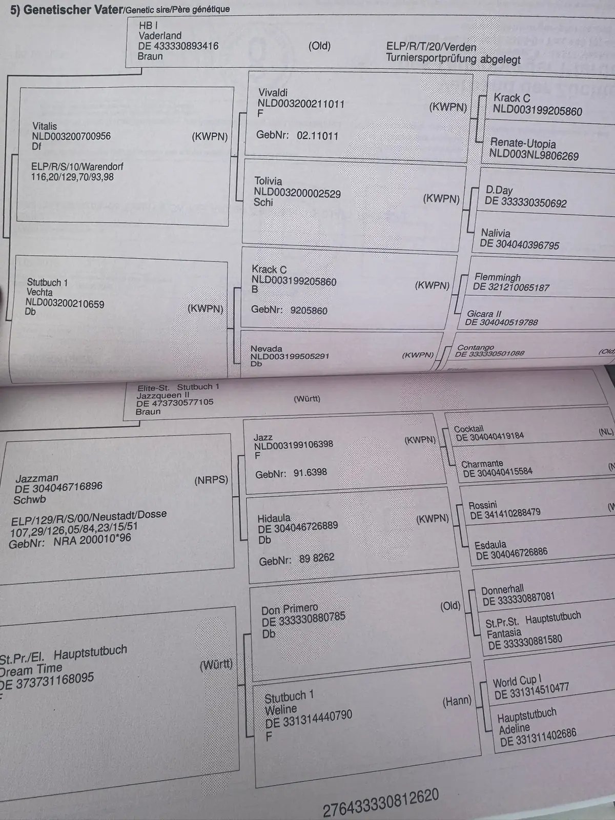 Vitalis daughter Oldenburg mare for sale: Meet Queenie, a stunning 5-year-old, 15.2hh bay Oldenburg mare, recently backed after raising a foal. With Grand Prix-level bloodlines, exceptional temperament, and rideability, she’s a top choice for dressage, all-round riding, or breeding programs. Premium Grand Prix Bloodlines & Breed As a Vitalis daughter, Queenie carries the legacy of Vaderland (son of Vivaldi), known for producing expressive paces, an uphill frame, and responsive temperaments. Her dam’s line includes Jazzman, famed for passing on natural balance, composure, and trainability. This pedigree positions Queenie as a compelling dressage prospect and broodmare. Temperament & Trainability Queenie boasts a soft, intuitive nature—she’s gentle, intelligent, and eager to learn. Recently backed, she’s calm around people and new environments, displaying a willingness that makes her ideal for riders building their confidence or those looking for an uncomplicated training partner. Movement & Potential Her natural, elastic gaits reflect the modern Oldenburg sport horse ideal—balanced, uphill, and expressive. Backed with patience and care, Queenie is a blank canvas with impressive baseline quality. Whether you’re aiming for higher-level dressage, competitive training, or breeding, her potential is unmistakable. Quick Reference Summary Feature Details Age 5 years Height 15.2 hands Breed Oldenburg (modern sport-horse type) Colour Bay Bloodlines Vitalis via Vaderland × Jazzman Disciplines Dressage prospect, all-rounder, broodmare potential Temperament Gentle, intelligent, willing Gaits Elastic, uphill, expressive Value High potential for dressage and breeding Conclusion This Vitalis daughter Oldenburg mare for sale combines blue-chip pedigree, lovely temperament, and athletic potential. Whether you’re seeking a dressage project, a dependable all-round schoolmaster, or a valuable broodmare, Queenie is a fantastic investment in your riding future.