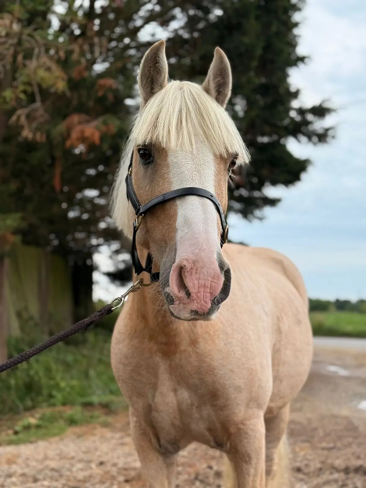 palomino confidence giver pony for sale