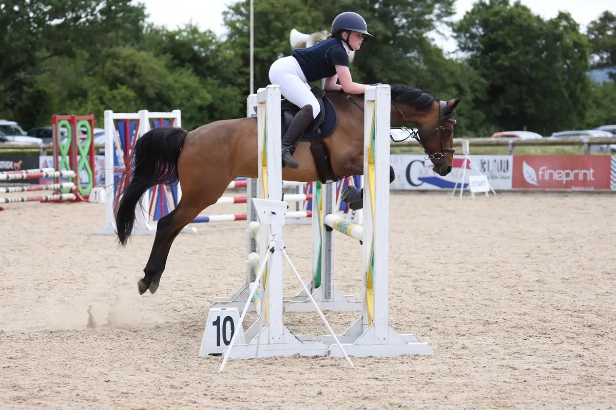 Irish Sports Pony for sale