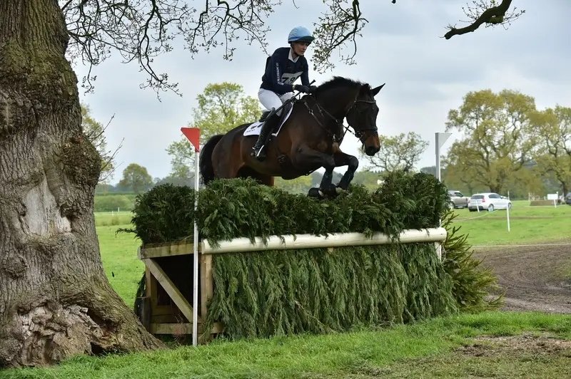 KWPN mare for sale eventing broodmare