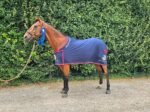 British Novice Winner Warmblood Gelding for Sale