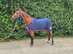 British Novice Winner Warmblood Gelding for Sale