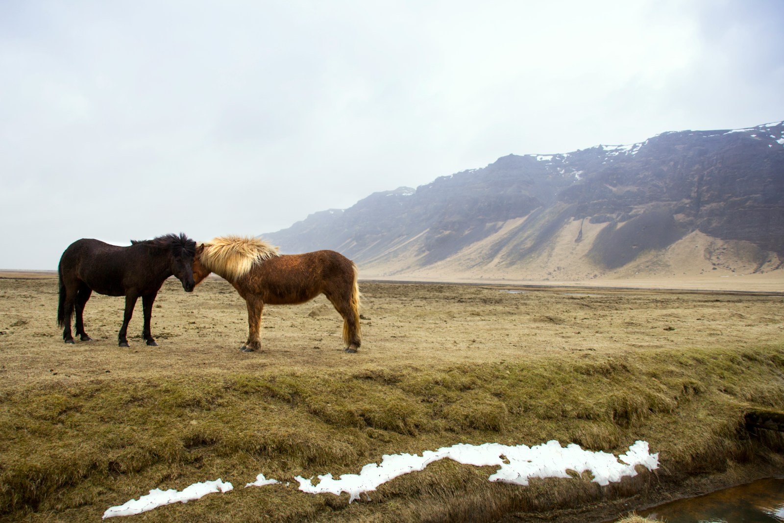 Horses